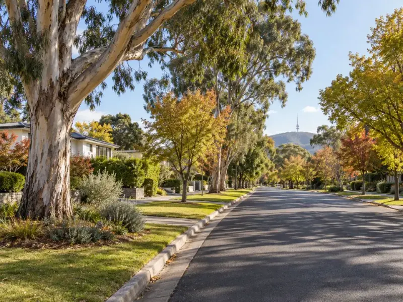 Mature street trees in an established Canberra suburb