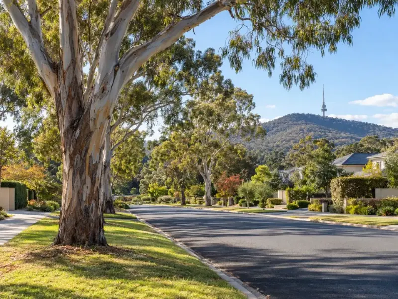 Protected verge trees on public land along a Canberra street