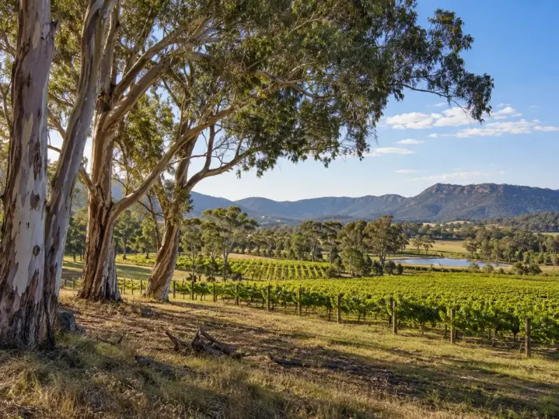 Mature eucalypts beside vineyards in the Hunter Valley near Pokolbin