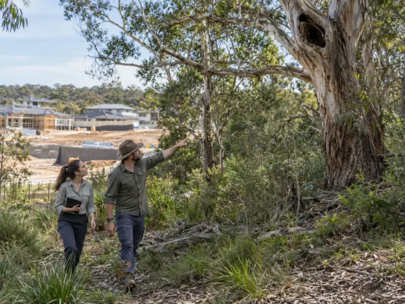 Consulting arborist and ecologist inspecting a hollow-bearing gum tree on a bushland development block
