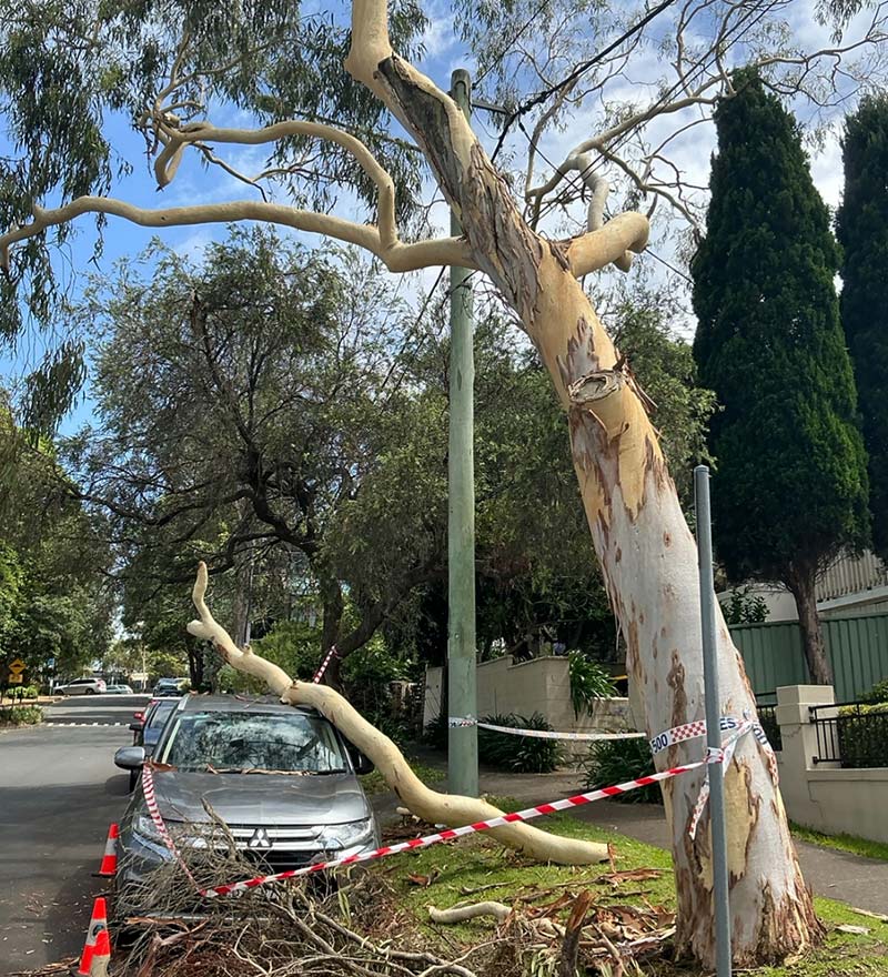 dangerous tree on residential nature strip