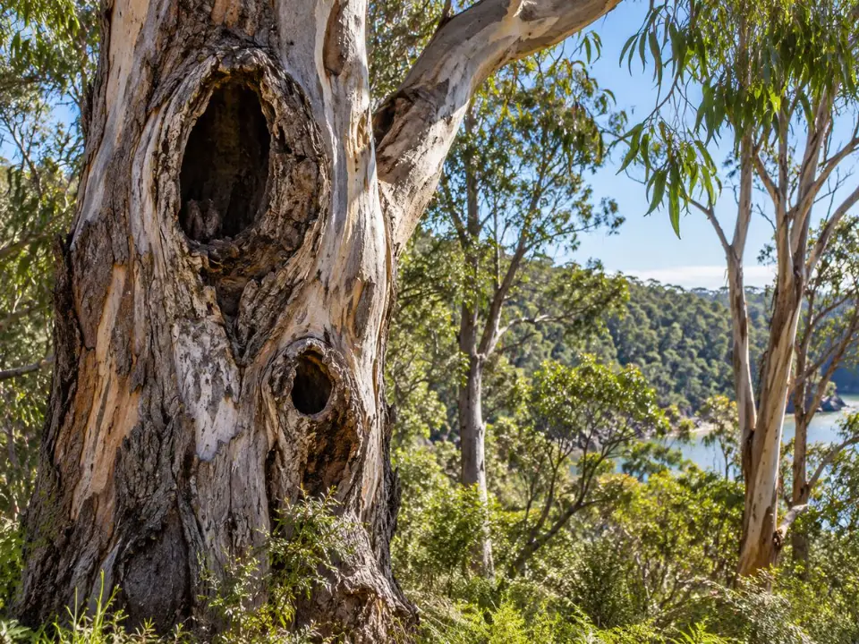 Hollow-bearing eucalypt providing fauna habitat beside bushland in Sydney