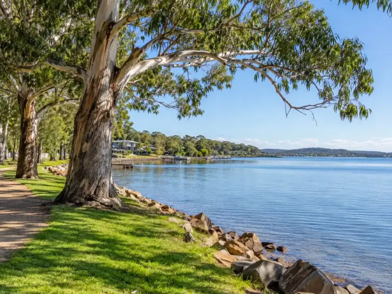 Mature trees along the Lake Macquarie foreshore near Toronto