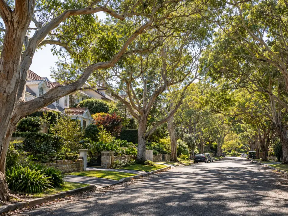 Established tree canopy over a residential street on Sydney's North Shore