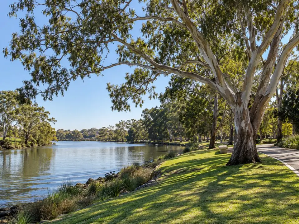 Riverside parkland trees along the Parramatta River