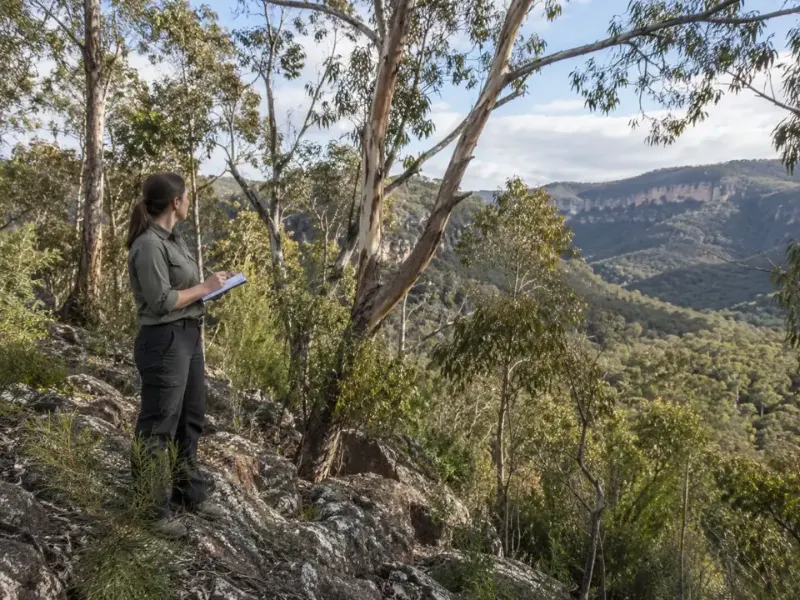 Native bushland on a regional NSW site assessed for a flora and fauna report
