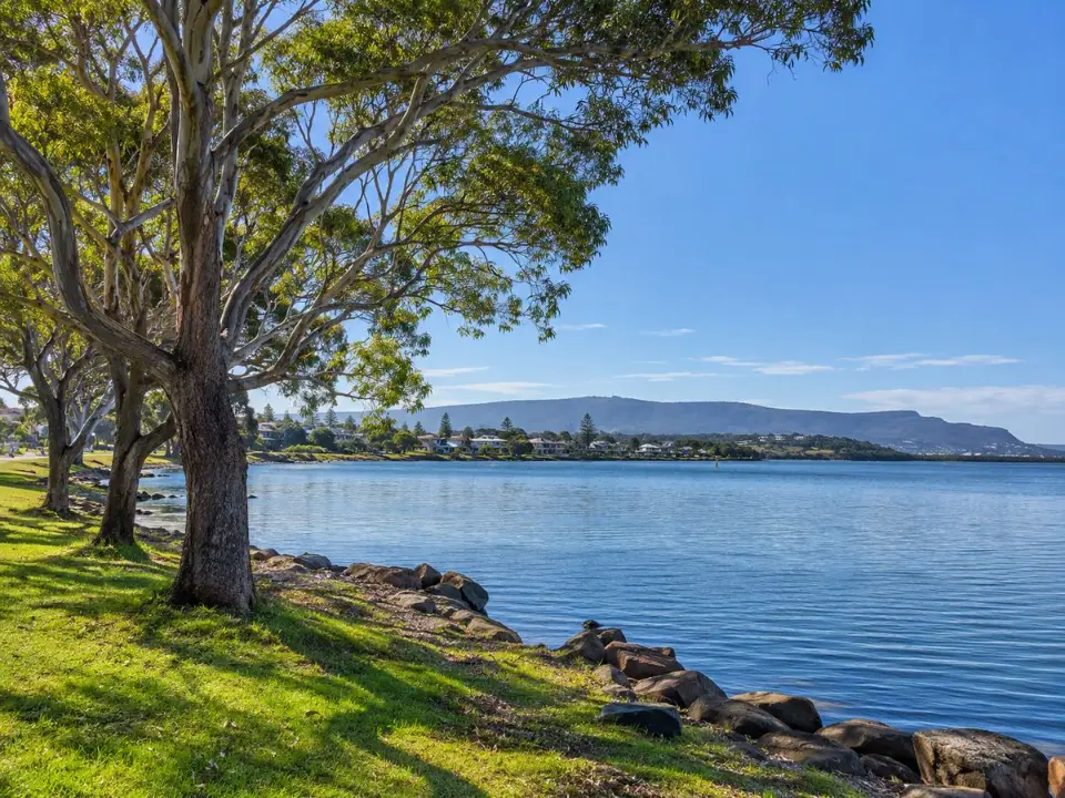 Trees along the Lake Illawarra foreshore near Warilla
