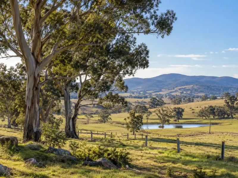 Mature trees on a rural-residential property near Bungendore