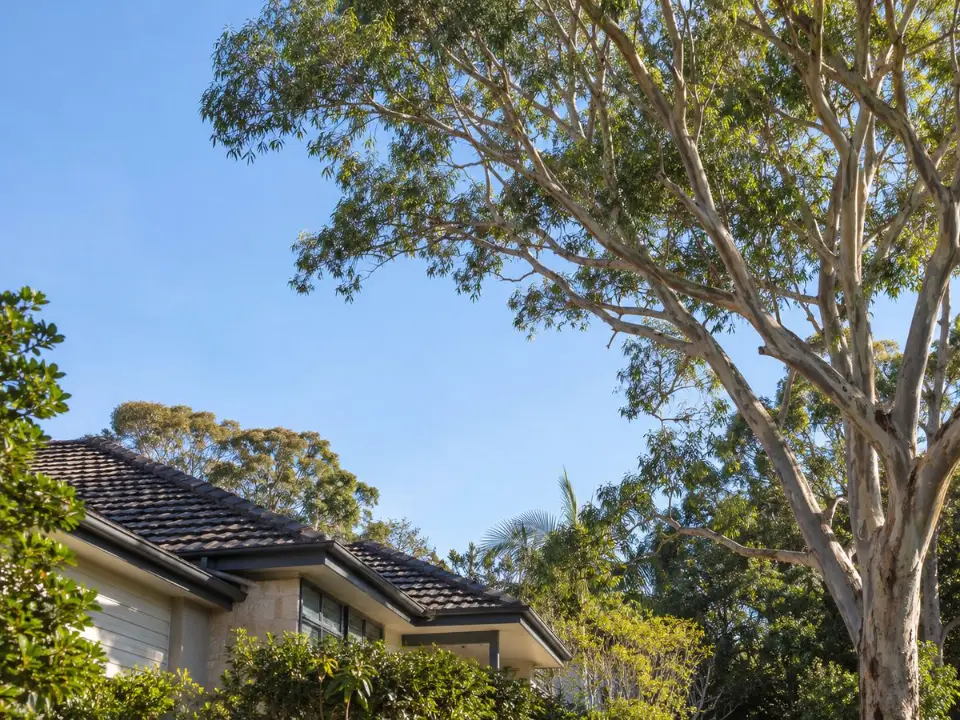 Tree canopy pruned for clearance from a house roof in Sydney