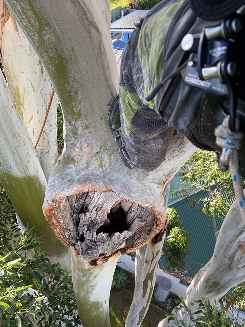 dangerous tree
